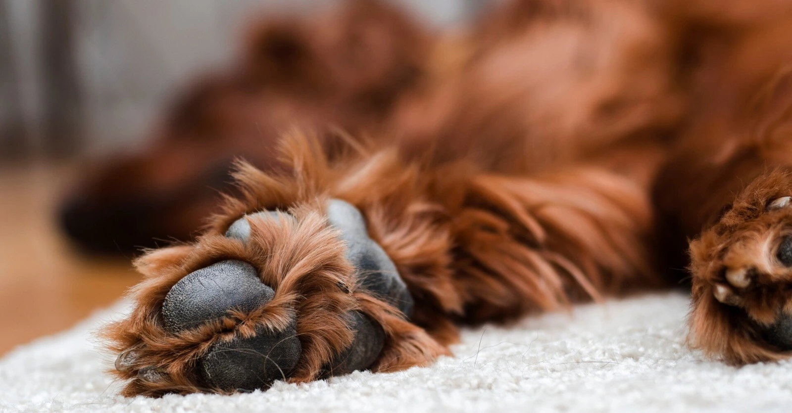Almohadillas de perro sobre alfombra