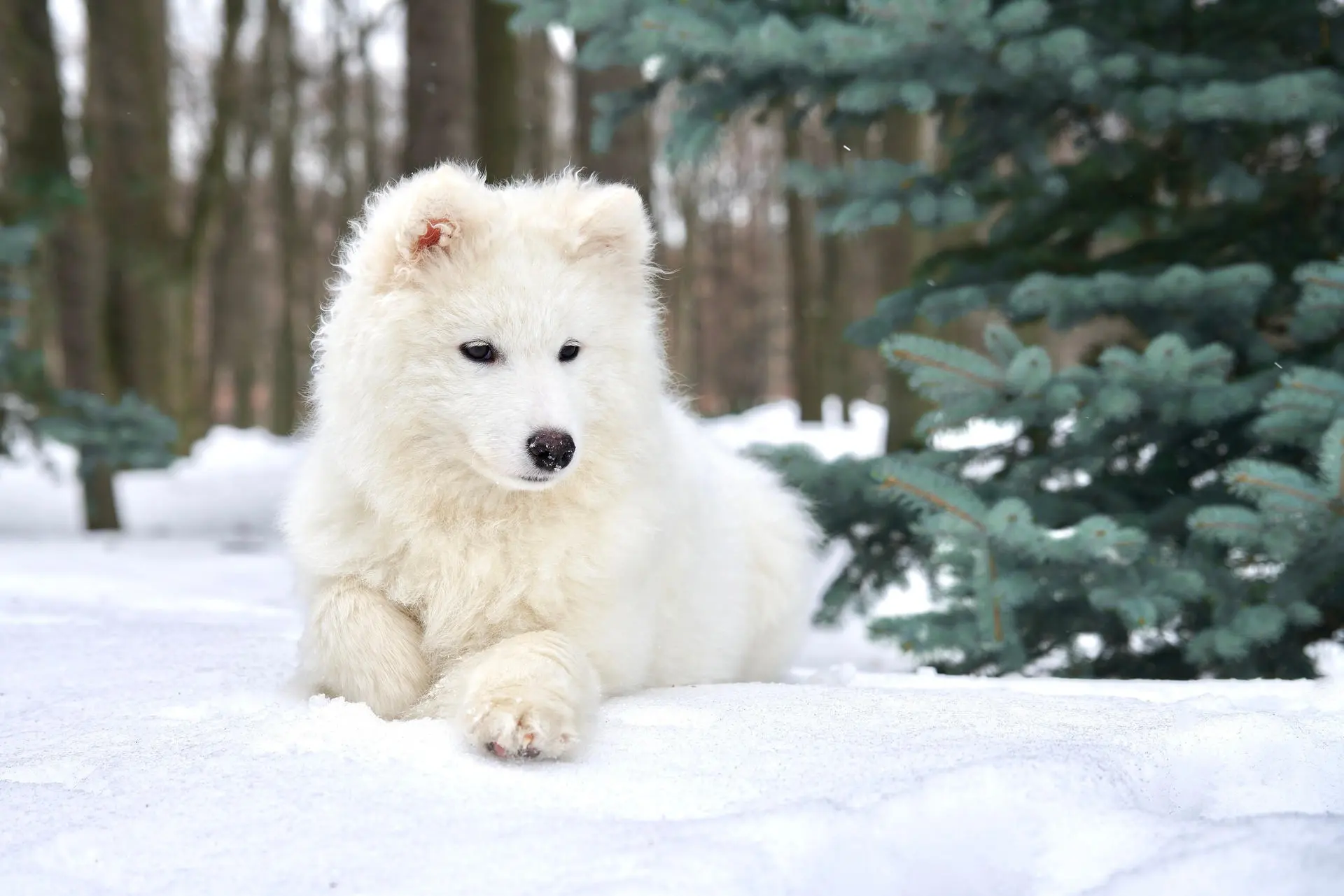 Samoyedo cachorro en la nieve