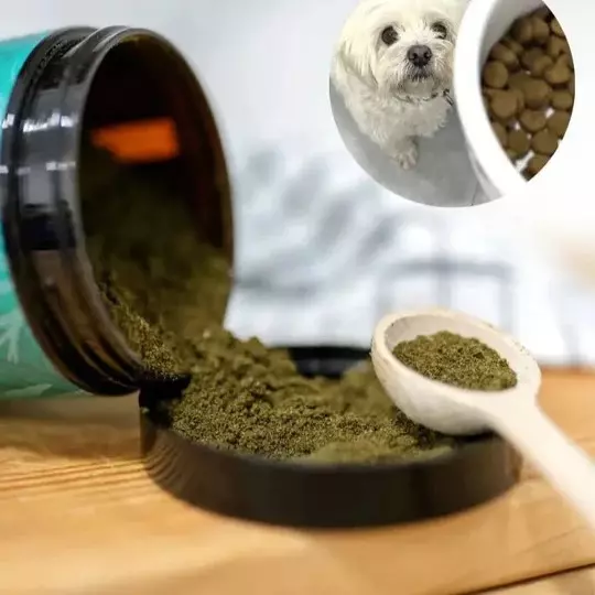 Suplemento natural en polvo para perros, ideal para el cuidado de la piel y el pelaje, acompañado de una cuchara medidora junto al bol.