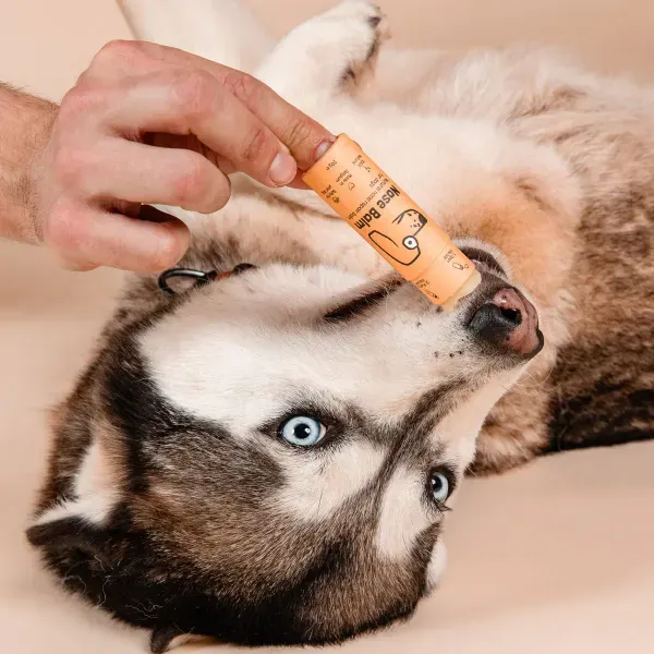 Persona aplicando Nose Balm, un bálsamo natural en formato stick de color amarillo, directamente en la nariz de un perro de raza Husky con ojos azules. El fondo beige aporta una sensación cálida y resalta el proceso de cuidado para hidratar y proteger la nariz.