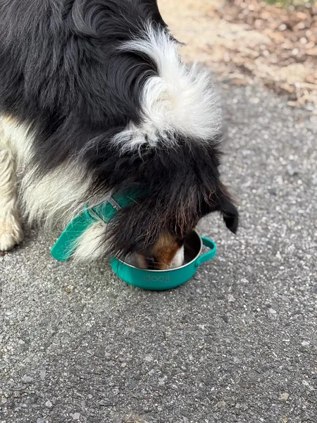 Perro de tamaño grande y pelaje largo en blanco y negro bebiendo agua en un cuenco portátil de silicona y acero inoxidable de la marca DoogLife, ideal para paseos y excursiones, sobre un camino asfaltado.