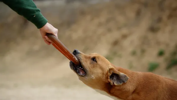 Perro sujetando con fuerza un anillo mordedor de resina natural mientras su cuidador lo sostiene del otro extremo. Ideal para sesiones de juego físico y refuerzo positivo.