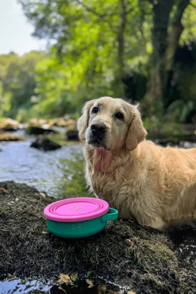 Golden Retriever mojado descansando junto a un cuenco plegable con tapa rosa de silicona alimentaria de la marca Doog, sobre una piedra húmeda en medio de un río rodeado de naturaleza.