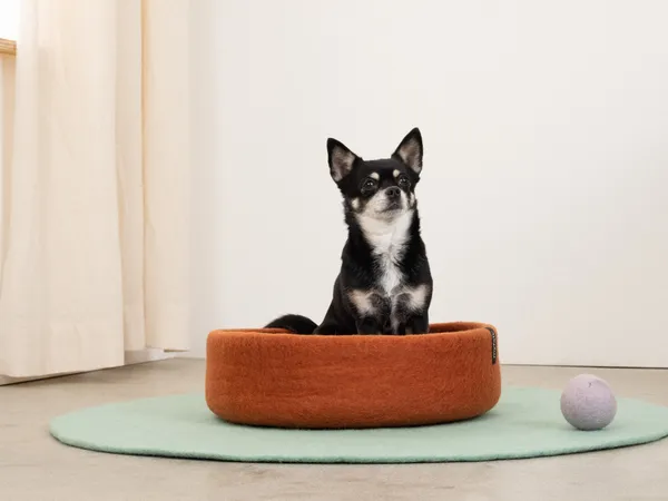 Perro Chihuahua en una cama de lana natural junto a una pelota de fieltro, en un espacio con decoración neutra y acogedora.