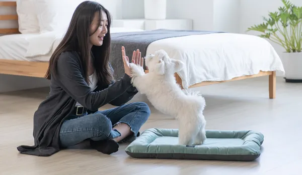 Mujer joven jugando con un perro pequeño de pelaje blanco que está de pie sobre una cama ortopédica verde para perros. La cama tiene bordes acolchados y una etiqueta con el logo "LIFEAPP". El entorno es luminoso y acogedor, con una cama de madera y plantas en el fondo, transmitiendo confort y bienestar.