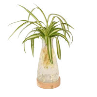Thumbnail 200x200 for Planta de hojas largas y arqueadas en un jarrón de cristal tallado, con base de madera y luz, sobre fondo transparente