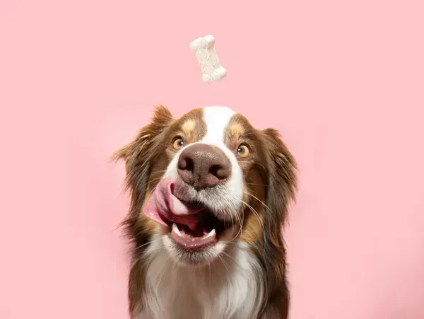 Perro de raza mediana con pelaje tricolor mirando con atención un huesito masticable Colágeno Complex que flota en el aire sobre un fondo rosa claro. El perro muestra una expresión de entusiasmo con la lengua afuera.