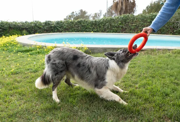 Perro jugando al tira y afloja con un aro resistente y silencioso, un juguete sostenible perfecto para exterior.