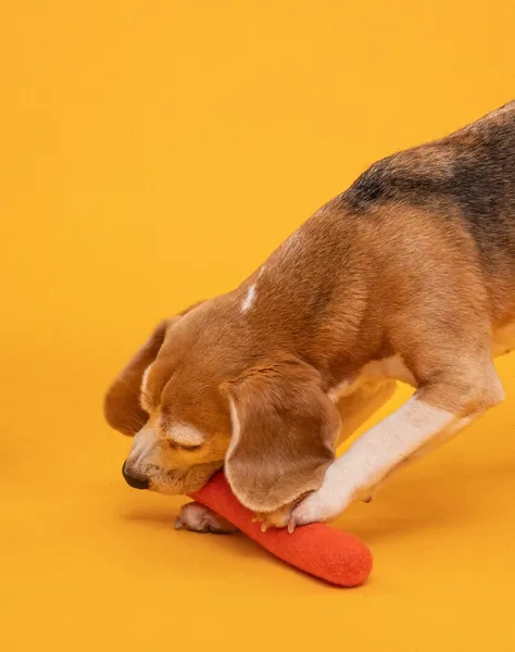 Beagle jugando con un palo de lana naranja, juguete natural y sostenible para perros sobre fondo amarillo.