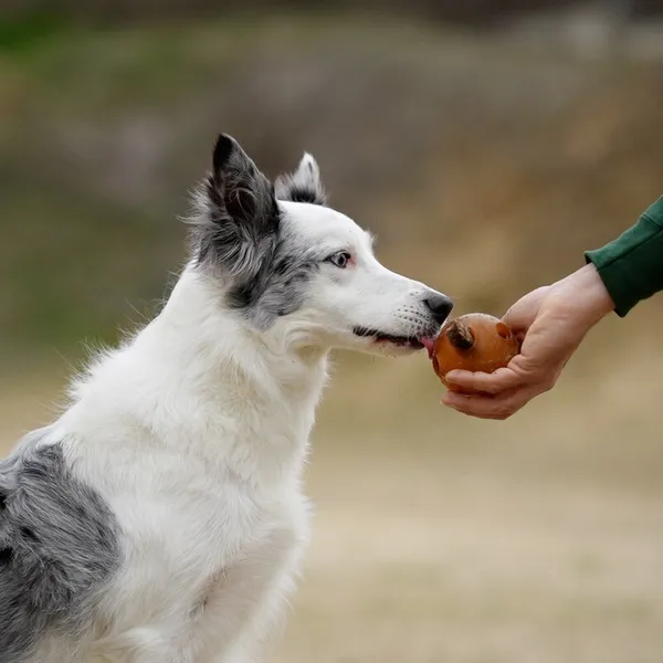 Perro interactuando con una pelota ecológica perforada de resina natural, rellenable con snacks. Juguete sostenible ideal para estimulación mental y juego interactivo
