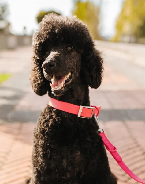 Caniche negro con collar y correa fucsia impermeables y sostenibles. Diseño resistente y elegante para paseos seguros y con estilo.