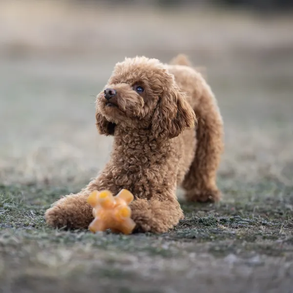 Perro de raza caniche jugueteando sobre el césped con un juguete interactivo rellenable hecho de resina de árbol orgánica, ideal para esconder snacks naturales y estimular su mente.