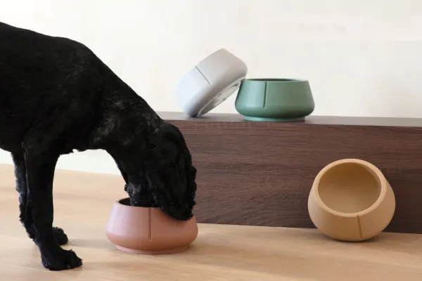 Cocker Spaniel negro comiendo en un bowl sostenible diseñado para perros con orejas largas, color Camel Brown, con otros bowls en verde, gris y beige sobre una superficie de madera.