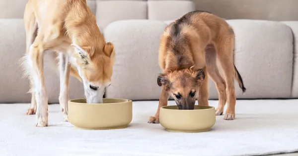 Dos perros disfrutan de su comida en cuencos ecológicos de color camel sobre una alfombra, ideales para una alimentación sostenible y saludable.