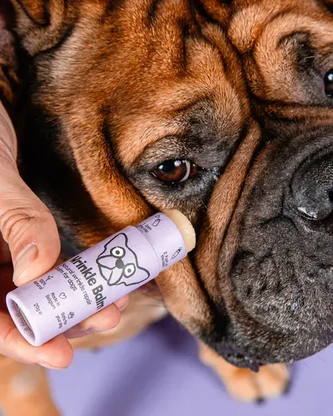 Persona aplicando Wrinkle Balm, un bálsamo natural en formato stick de color lila, en los pliegues faciales de un perro con arrugas profundas. El fondo lila resalta el proceso de cuidado para proteger y tratar las arrugas.