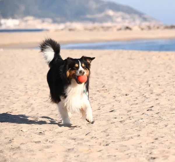 Perro pastor australiano disfrutando en la playa con una pelota ecológica de fieltro rojo en la boca, un juguete sostenible ideal para el juego activo al aire libre.
