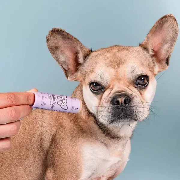 Perro con arrugas faciales mirando a la cámara mientras una mano aplica un bálsamo para arrugas en perros en su piel. El producto en formato stick es de color lila y está diseñado para hidratar y proteger los pliegues de la piel contra la irritación y la humedad. Fondo azul claro.