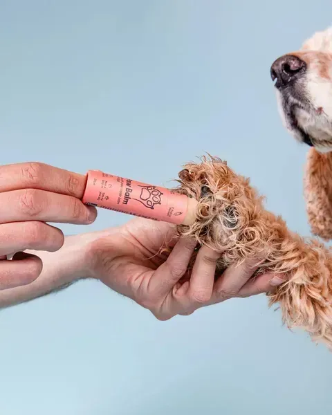 Persona aplicando Paw Balm, un bálsamo natural en formato stick de color coral, en la pata peluda de un perro de pelaje rizado. El fondo azul claro resalta el proceso de cuidado natural para hidratar y proteger las almohadillas secas o agrietadas.