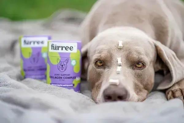 Perro de pelaje gris claro acostado con varios huesitos masticables Colágeno Complex colocados en línea sobre su cabeza, junto a envases morados y verdes del producto sobre una manta gris en el césped.