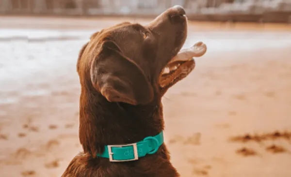 Perro de pelaje marrón con collar turquesa impermeable en la playa, mirando hacia arriba con expresión alegre.