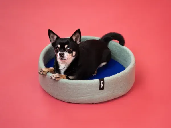 Perro pequeño descansando en una cama para perros hecha a mano y sostenible en fieltro azul cielo con interior azul real, sobre un fondo rosa.