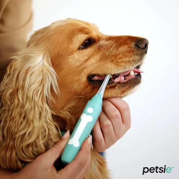 Perro tipo Cocker Spaniel dorado recibe un cepillado dental con un cepillo verde claro de mango ergonómico, mientras su dueño sujeta suavemente el hocico para facilitar la limpieza.