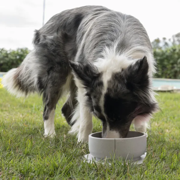 Border Collie disfrutando de su comida en un cuenco ecológico gris sobre el césped, diseñado para una alimentación sostenible y equilibrada.