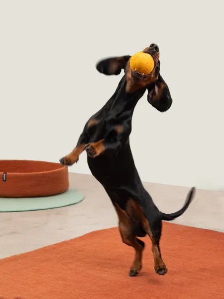 Perro salchicha jugando con una pelota de fieltro biodegradable, un juguete ecológico y seguro para perros activos.