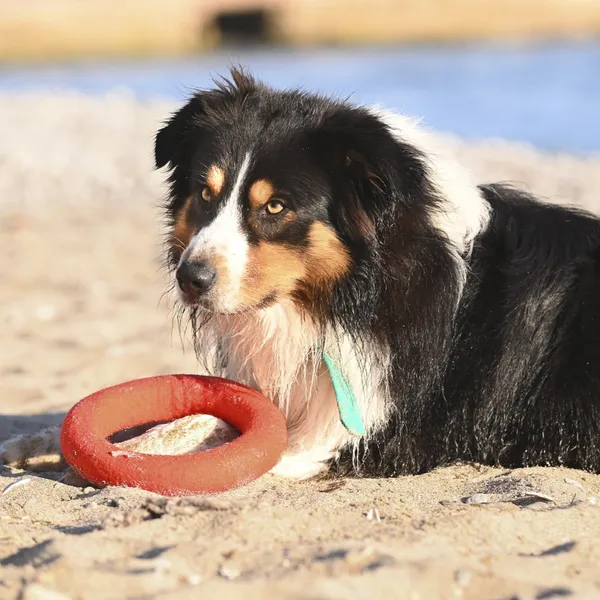 Perro en la playa junto a un aro de fieltro, un juguete para perros sostenible, sin ruidos y hecho a mano.