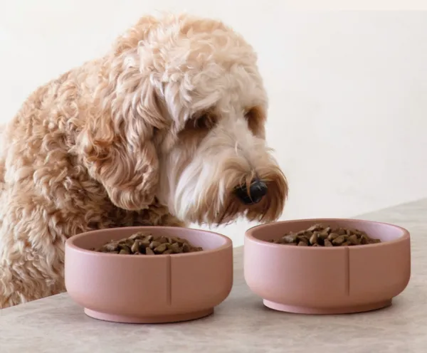 Perro tipo Doodle observando dos comederos ecológicos color terracota llenos de croquetas, ideales para una alimentación equilibrada y sostenible.