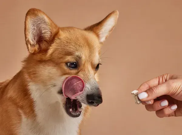 Perro de raza pequeña con pelaje marrón claro relamiéndose mientras observa un huesito masticable Colágeno Complex que una mano le ofrece, sobre un fondo beige suave.