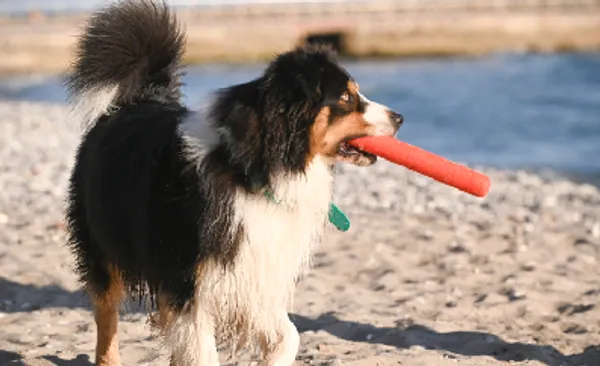 Perro grande caminando por la playa con un palo de lana rojo, juguete ecológico para perros.