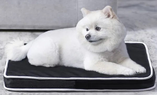 Perro pomerania tumbado sobre la colchoneta ortopédica negra de Doggytech en el interior de una casa.