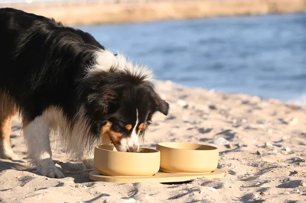 Perro comiendo en la playa con base sostenible para comedero y bebedero en color beige. Diseño antideslizante, ideal para exteriores.