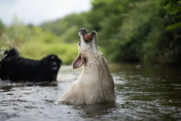Perro retriever jugando en el agua mientras atrapa con la boca un juguete rellenable hecho de resina natural, en forma de pelota con agujeros. Al fondo, otro perro observa. El juguete flota y estimula el juego activo, incluso en entornos acuáticos.