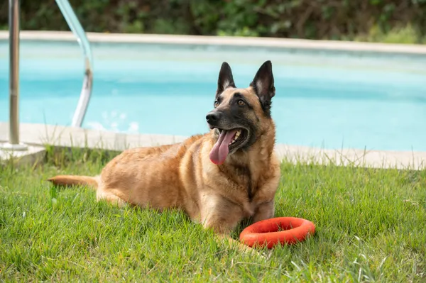 Perro descansando sobre el césped junto a un juguete circular sin ruidos, ideal para momentos tranquilos.