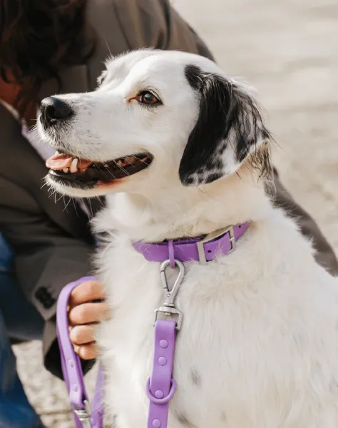 Perro blanco con manchas negras lleva collar y correa lila impermeables, sostenibles y de alta calidad. Diseño moderno y hebillas metálicas seguras.