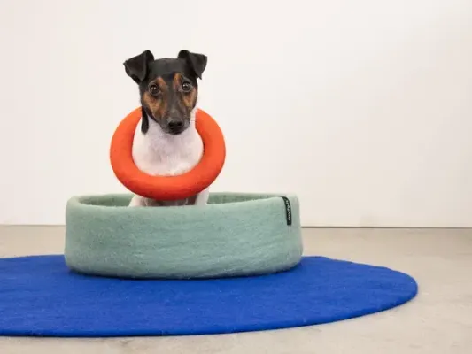 Thumbnail 400x400 for Perro pequeño dentro de una cama para perros hecha a mano y sostenible en fieltro azul cielo, con un juguete en forma de aro rojo alrededor del cuello. La cama está colocada sobre una alfombra azul.
