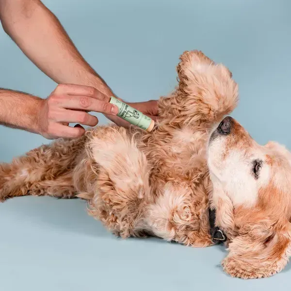 Persona aplicando Heal Balm, un bálsamo natural en formato stick de color verde claro, en el vientre de un perro de raza Cocker Spaniel con pelaje rizado y claro. El perro está acostado boca arriba sobre un fondo azul claro, mostrando una expresión relajada mientras recibe el cuidado para la piel irritada o con heridas.