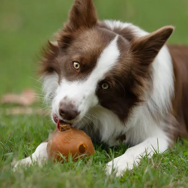 Border Collie jugando en el césped con un juguete interactivo rellenable hecho de resina de árbol orgánica, ecofriendly y sostenible, mientras extrae un snack natural con la lengua. Palabras clave: perro, juguete rellenable, snacks naturales.