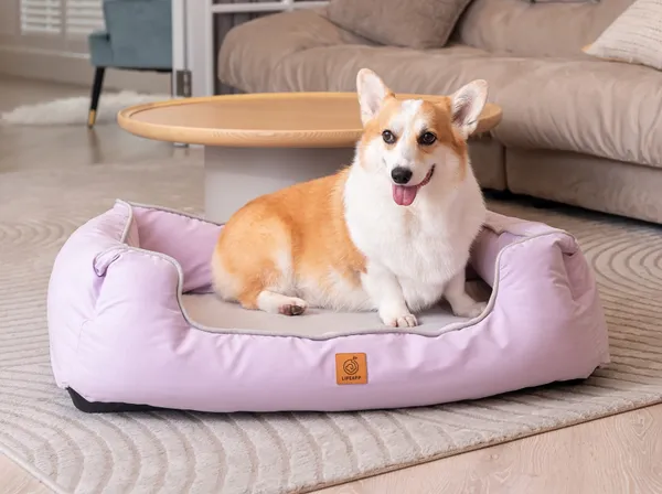 Perro Corgi descansando en una cama ortopédica para perros de color lila, ideal para aliviar presión en las articulaciones.