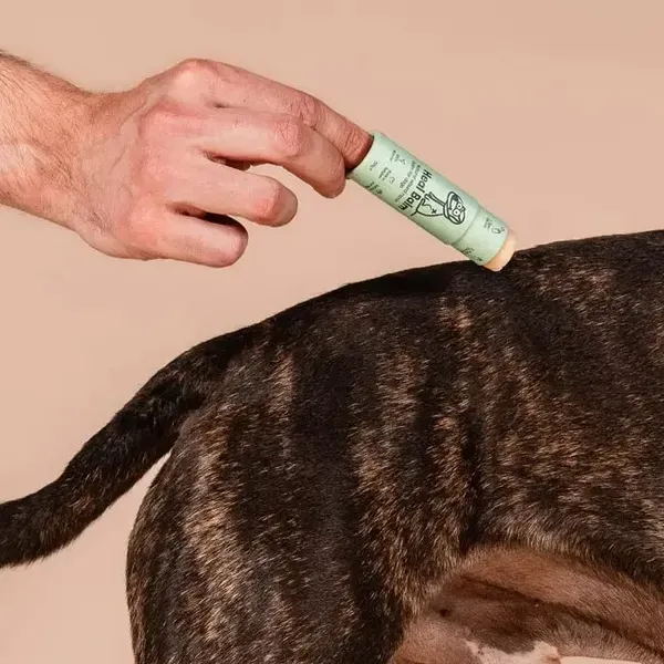  Persona aplicando Heal Balm, un bálsamo natural en formato stick de color verde claro, en el lomo de un perro de pelaje atigrado. El fondo beige resalta el proceso de cuidado natural para heridas y piel irritada en perros.