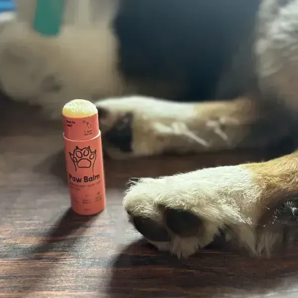Stick de Paw Balm, un bálsamo natural para las patas de los perros, colocado sobre el suelo junto a la pata de un perro con pelaje tricolor. La imagen muestra de cerca las almohadillas y el envase coral, destacando el cuidado natural de las patas secas y agrietadas.