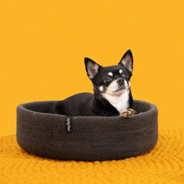 Chihuahua de pelo corto negro recostado en una cama circular de fieltro gris, sobre alfombra mostaza y fondo amarillo brillante. Cama ecológica y cómoda.