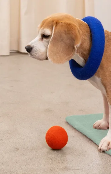 Perro Beagle con un juguete ecológico de fieltro, una pelota de lana natural y un anillo de fieltro azul, juguetes sostenibles y libres de plástico.