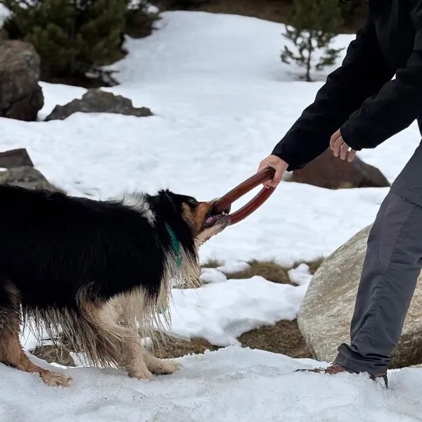 Perro de tamaño grande jugando en la nieve con su cuidador, agarrando un anillo mordedor de resina natural con la boca. El juguete permite juegos interactivos incluso en terrenos fríos y húmedos, reforzando el vínculo humano-perro.