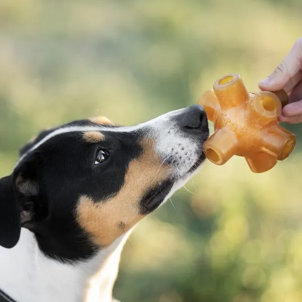 Perro oliendo un juguete ecológico de resina natural con huecos para rellenar con snacks. Juguete sostenible ideal para estimulación mental y juego interactivo.