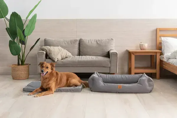 erro descansando sobre una parte de la cama ortopédica Luxury separable, ideal para verano. A la derecha, la cama completa en color Gris Neblina, repelente al agua.