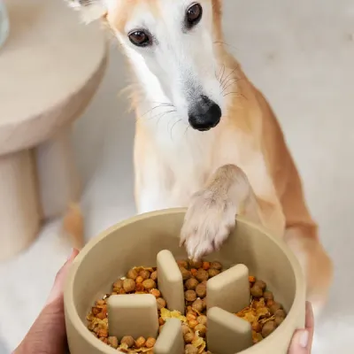 Thumbnail 400x400 for Perro usando comedero lento sostenible de color beige, con comida natural. Cuenco interactivo con relieves que favorece la digestión, reduce la velocidad al comer y previene la ansiedad alimentaria. Ideal para perros de tamaño mediano o grande, fabricado con materiales ecológicos y duraderos.