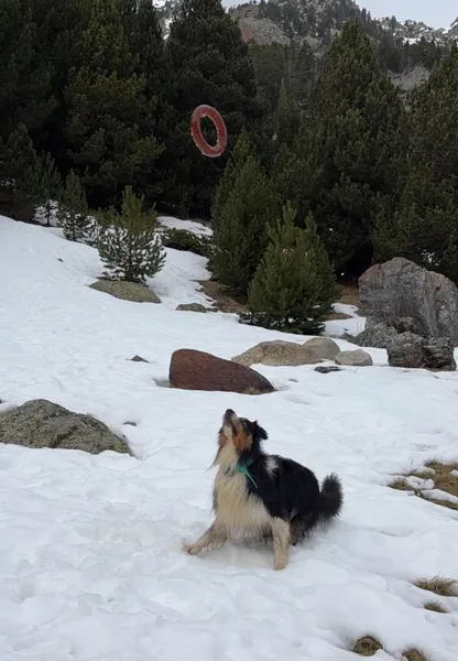 Perro de tamaño grande en posición de alerta sobre la nieve, observando un anillo de resina natural lanzado al aire. El juguete BITE estimula el instinto de caza y el juego dinámico incluso en ambientes fríos.
